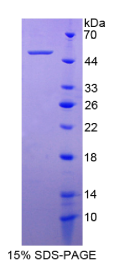 整合素α5(ITGα5)重组蛋白