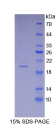 干扰素α4(IFNα4)重组蛋白