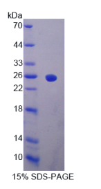 干扰素α2(IFNα2)重组蛋白