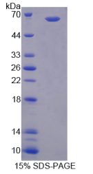 髓分化因子88(MyD88)重组蛋白