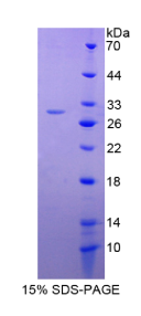 谷胱甘肽S转移酶α4(GSTα4)重组蛋白