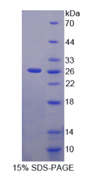 含Mab21域蛋白1(MB21D1)重组蛋白