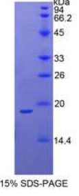 核糖核酸酶A13(RNASE13)重组蛋白