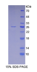 谷胱甘肽S转移酶α4(GSTα4)重组蛋白