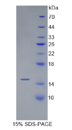 骨成型蛋白4(BMP4)重组蛋白