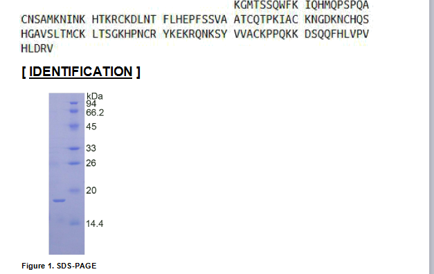 核糖核酸酶A7(RNASE7)重组蛋白