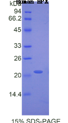 血红素结合蛋白(HPX)重组蛋白
