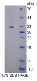 线粒体融合素1(MFN1)重组蛋白