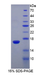 核糖核酸酶A3(RNASE3)重组蛋白