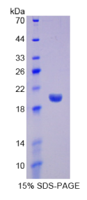 干扰素α13(IFNα13)重组蛋白