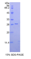 肝配蛋白A4(EFNA4)重组蛋白