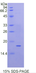 静止素Q6硫基氧化酶1(QSOX1)重组蛋白