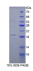 核糖核酸酶A3(RNASE3)重组蛋白