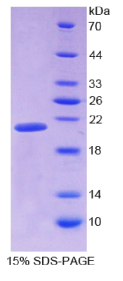同种异体移植炎症因子1(AIF1)重组蛋白
