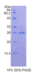 心营养素样细胞因子1(CLCF1)重组蛋白