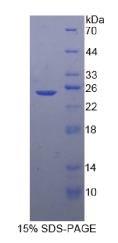 基质细胞衍生因子2(SDF2)重组蛋白