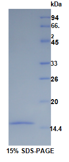 溶质载体家族30成员8(SLC30A8)重组蛋白