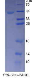 微管蛋白α3C(TUBα3C)重组蛋白