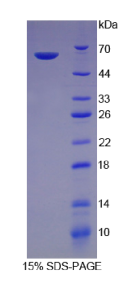 整合素α5(ITGα5)重组蛋白