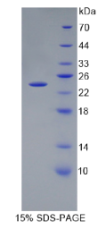 肽聚糖识别蛋白1(PGLYRP1)重组蛋白