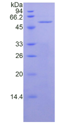 间皮素(MSLN)重组蛋白