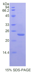 环加氧酶1(PTGS1)重组蛋白