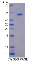 序列相似家族19成员A3(FAM19A3)重组蛋白