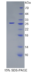 脊椎蛋白2(SPON2)重组蛋白