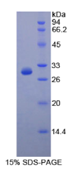 原钙黏素1(PCDH1)重组蛋白