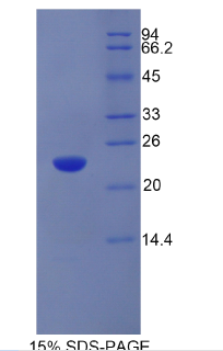 干扰素α10(IFNα10)重组蛋白