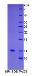 序列相似家族19成员A3(FAM19A3)重组蛋白