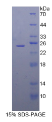 脊椎蛋白1(SPON1)重组蛋白