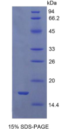 生长分化因子9(GDF9)重组蛋白