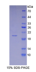 干扰素α4(IFNα4)重组蛋白