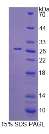 细胞分裂周期因子42(CDC42)重组蛋白