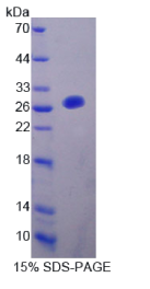 腓骨蛋白7(FBLN7)重组蛋白