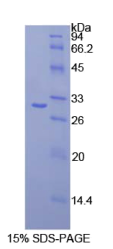 钙粘蛋白EGF LAG七经G-型受体2(CELSR2)重组蛋白