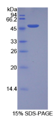 整合素α5(ITGα5)重组蛋白