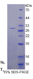 含亮氨酸丰富重复蛋白3C(LRRC3C)重组蛋白