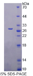 腓骨蛋白7(FBLN7)重组蛋白