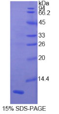 巨噬细胞炎性蛋白3β(MIP3β)重组蛋白