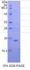 肌原纤蛋白1(FBN1)重组蛋白