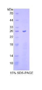 胱天蛋白酶11(CASP11)重组蛋白