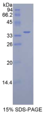 无补缀同源物1(DISP1)重组蛋白
