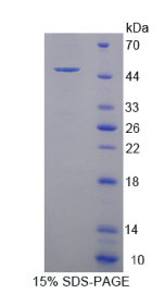 含PR域蛋白14(PRDM14)重组蛋白