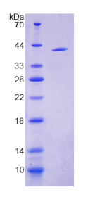 胰岛素样蛋白3(INSL3)重组蛋白