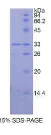 信号传导转录激活因子6(STAT6)重组蛋白