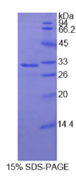 接触蛋白4(CNTN4)重组蛋白