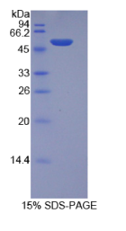 整合素α6(ITGα6)重组蛋白