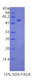 肝配蛋白A4(EFNA4)重组蛋白